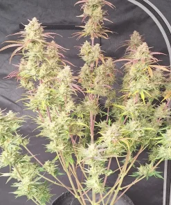 Frostbanger ™ Auto Fem Esrar Tohumu (Fast Buds)