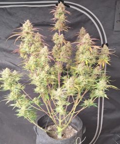 Frostbanger ™ Auto Fem Esrar Tohumu (Fast Buds)
