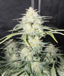 Frostbanger ™ Auto Fem Esrar Tohumu (Fast Buds)