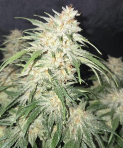 Frostbanger ™ Auto Fem Esrar Tohumu (Fast Buds)