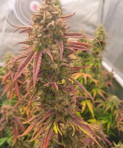 Frostbanger ™ Auto Fem Esrar Tohumu (Fast Buds)