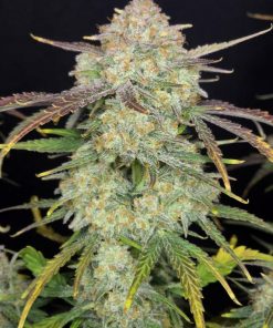 Frostbanger ™ Auto Fem Esrar Tohumu (Fast Buds)