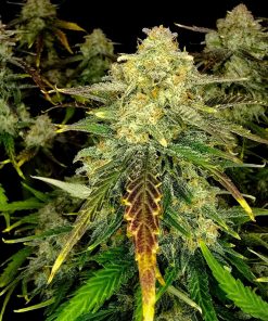 Frostbanger ™ Auto Fem Esrar Tohumu (Fast Buds)