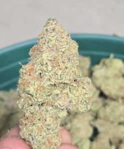 Frostbanger ™ Auto Fem Esrar Tohumu (Fast Buds)