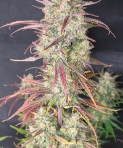 Frostbanger ™ Auto Fem Esrar Tohumu (Fast Buds)