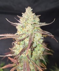 Frostbanger ™ Auto Fem Esrar Tohumu (Fast Buds)