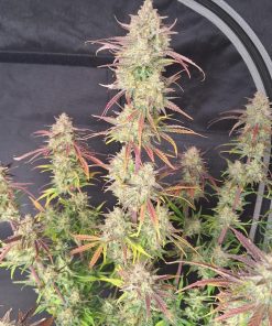 Frostbanger ™ Auto Fem Esrar Tohumu (Fast Buds)