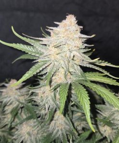 Frostbanger ™ Auto Fem Esrar Tohumu (Fast Buds)