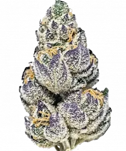 Frostbite, toprak ve meyve aromalarıyla öne çıkan, yüksek THC'li bir Sativa türüdür. Yaratıcılığı artıran genetik yapısını keşfedin ve etkilerini görüntüleyin.