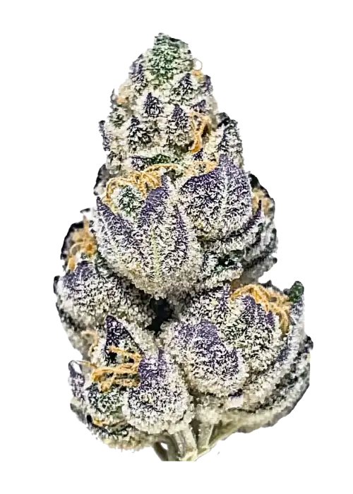 Frostbite, toprak ve meyve aromalarıyla öne çıkan, yüksek THC'li bir Sativa türüdür. Yaratıcılığı artıran genetik yapısını keşfedin ve etkilerini görüntüleyin.