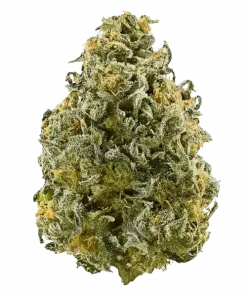 Frosted Enigma, tatlı ve toprak aromalı, yüksek THC'li Indica baskın bir türdür. Yoğun rahatlama ve uyku getirici etkileri keşfedin.