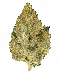 Frosted Froyo, vanilya aromaları ve rahatlatıcı etkisiyle bilinen Indica baskın bir türdür. Yüksek THC içeriğiyle öne çıkar. Genetik yapısını keşfedin.