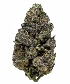 Frosted Zinn x 3 Bears OG Auto, tatlı orman meyveleri aroması ve THC ile öne çıkan Indica baskın bir türdür. Genetik yapısını ve potansiyel faydalarını keşfedin.