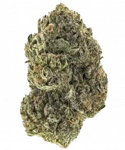 Frozen Black Cherry, tatlı kiraz aroması ve 'e varan THC içeriğiyle öne çıkan bir indica türüdür. Yüksek verim ve rahatlatıcı etkileri keşfedin.