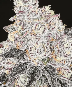 Frozen Black Cherry Feminized Esrar Tohumu (Anesia Seeds)