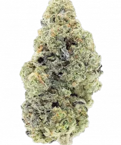 Frozen Lemon, keskin limon aroması ve yüksek THC içeriğiyle öne çıkan dengeli bir hibrit türdür. Farklı fenotiplerini ve potansiyel faydalarını keşfedin.