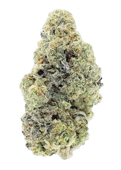 Frozen Lemon, keskin limon aroması ve yüksek THC içeriğiyle öne çıkan dengeli bir hibrit türdür. Farklı fenotiplerini ve potansiyel faydalarını keşfedin.