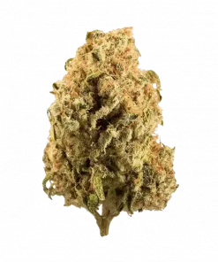 Fruity Gum, tatlı meyve ve taze çilek aromalarıyla öne çıkan dengeli bir hibrit türdür. Stres ve kaygı için ideal. Genetik yapısını keşfedin.