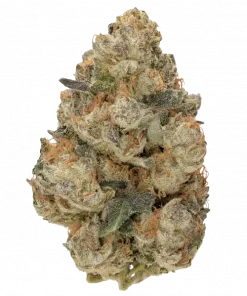 Fruit Loopz, tatlı meyve aromaları ve canlandırıcı etkisiyle öne çıkan Sativa baskın bir türdür. Blue Dream ve White Widow genetiğini keşfedin ve etkilerini görüntüleyin.