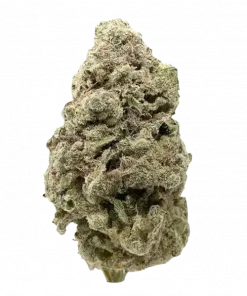 Fullgas!, yüksek THC ve benzersiz peynir aromasıyla öne çıkan Sativa baskın bir türdür. Canlandırıcı etkileriyle bilinen bu türü keşfedin.