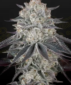 FullGas Feminized Esrar Tohumu (Green House Seed Co.)