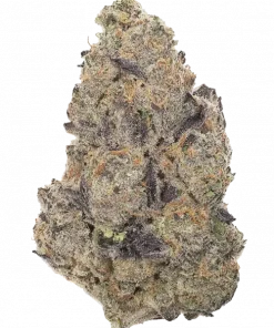 Funk in Da Trunk, yakıtımsı ve tropikal aromalarıyla öne çıkan Indica baskın bir türdür. Stres ve iştah sorunlarına doğal çözüm için hemen keşfedin.