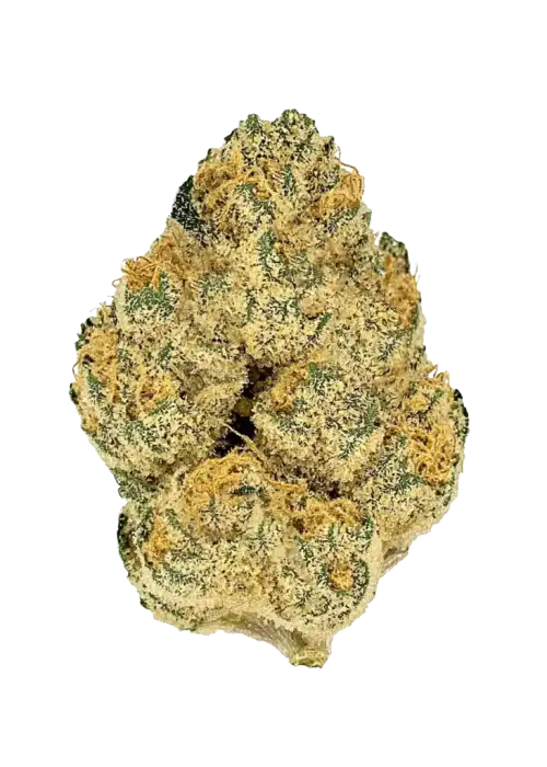 Funky Charms, vanilya ve narenciye aromalı, yüksek THC'li dengeli bir hibrit türdür. Yaratıcılığı artıran ve rahatlatan bu türü keşfedin.