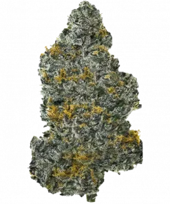 Fushi, yakıtımsı ve turunçgil aromalarıyla öne çıkan Indica baskın bir türdür. Dengeli etkileriyle rahatlama sağlar. Genetik yapısını keşfedin ve görüntüleyin.