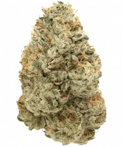 Future #1, kimyasal limon aroması ve yüksek THC içeriğiyle öne çıkan dengeli bir hibrit türdür. Enerjik etkilerini ve genetik yapısını keşfedin.