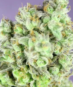 Future #1 Feminized Esrar Tohumu (Anesia Seeds)