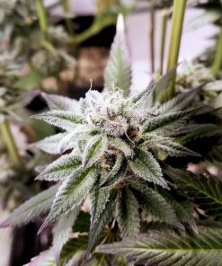 Future #1 Feminized Esrar Tohumu (Anesia Seeds)