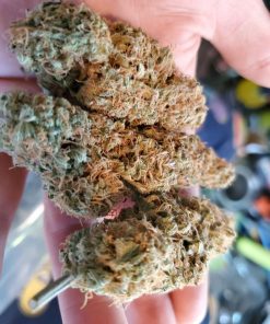 Future #1 Feminized Esrar Tohumu (Anesia Seeds)