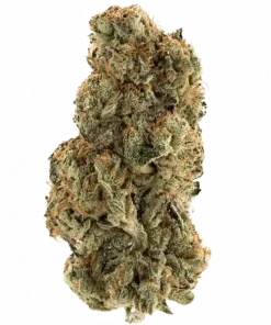 Future Island, tropikal aromaları ve yüksek THC içeriğiyle bilinen sativa baskın bir türdür. Enerjik etkilerini ve genetik yapısını keşfetmek için hemen görüntüleyin.