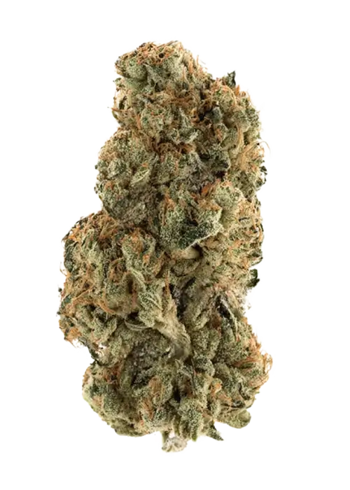 Future Island, tropikal aromaları ve yüksek THC içeriğiyle bilinen sativa baskın bir türdür. Enerjik etkilerini ve genetik yapısını keşfetmek için hemen görüntüleyin.