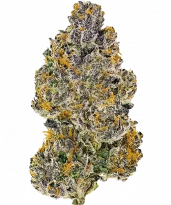 Fuzu, tatlı şeker aroması ve dengeli etkileriyle öne çıkan bir hibrit türdür. Stres ve kaygıya karşı potansiyel faydalarını keşfedin. Hemen görüntüleyin.