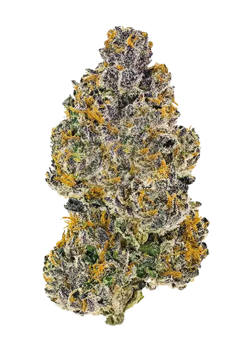 Fuzu, tatlı şeker aroması ve dengeli etkileriyle öne çıkan bir hibrit türdür. Stres ve kaygıya karşı potansiyel faydalarını keşfedin. Hemen görüntüleyin.