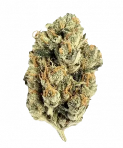 G13, çam aroması ve yüksek THC içeriğiyle bilinen Indica dominant bir türdür. Eşsiz rahatlama etkilerini ve genetik yapısını keşfedin.