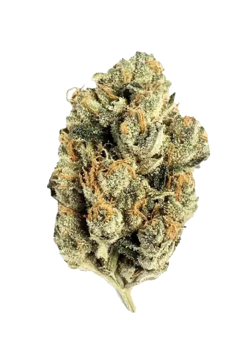 G13, çam aroması ve yüksek THC içeriğiyle bilinen Indica dominant bir türdür. Eşsiz rahatlama etkilerini ve genetik yapısını keşfedin.