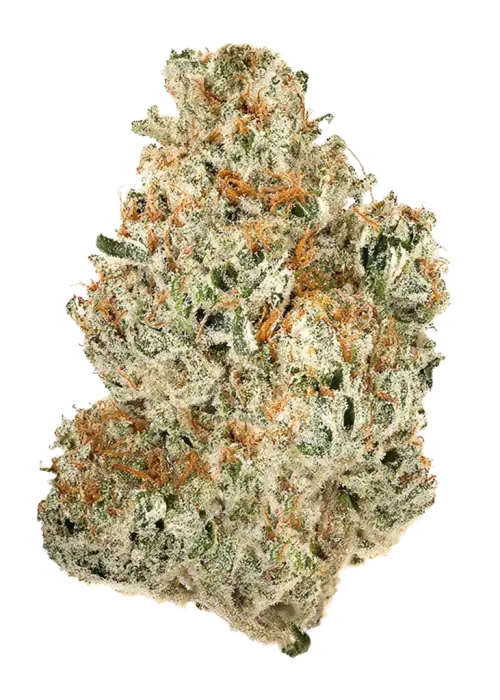 G-Runtz, yakıtımsı aroması ve yüksek THC içeriğiyle öne çıkan bir indica türüdür. Tatlı meyve notalarıyla benzersiz genetik yapısını keşfedin ve etkilerini görüntüleyin.