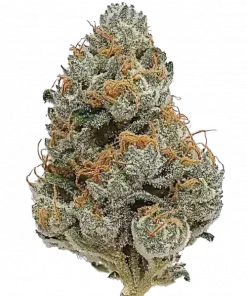 G.S. Cookies, tatlı ve toprak aromalarıyla öne çıkan dengeli bir hibrit türüdür. Uykusuzluk ve stresi hafifletmek için ideal. Genetik yapısını keşfedin.