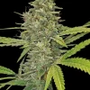G13 Haze Feminized Esrar Tohumu (Barney's Farm)