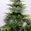 G14 Auto Fem Esrar Tohumu (Fast Buds)