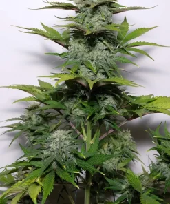 G14 Auto Fem Esrar Tohumu (Fast Buds)