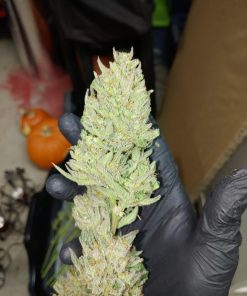 G14 Auto Fem Esrar Tohumu (Fast Buds)