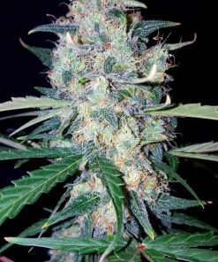 G14 Auto Fem Esrar Tohumu (Fast Buds)