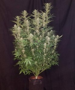 G14 Auto Fem Esrar Tohumu (Fast Buds)