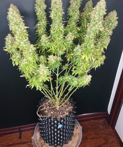 G14 Auto Fem Esrar Tohumu (Fast Buds)