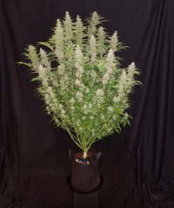 G14 Auto Fem Esrar Tohumu (Fast Buds)