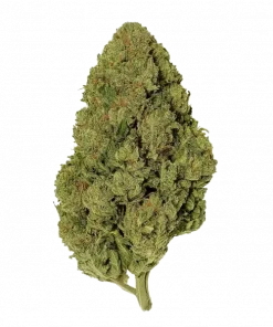 Gaia F1, ananas aromaları ve rahatlatıcı etkisiyle öne çıkan bir hibrit türdür. Hızlı hasat ve kolay yetiştirme özelliklerini keşfedin.