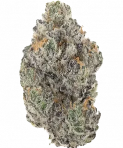 Gak Lemon, keskin limon aroması ve rahatlatıcı etkileriyle bilinen bir türdür. Esrar severlerin favorisi bu türün genetik yapısını keşfedin ve deneyimleyin.